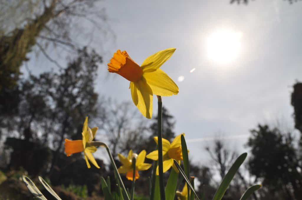 Sun-and-daffodils785